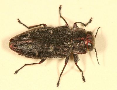 Chrysobothris mali