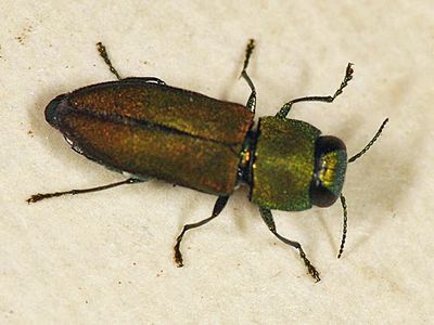 Anthaxia caseyi (male)