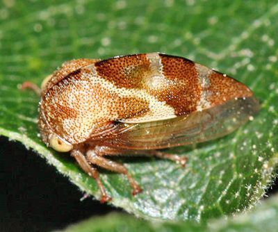 Cyrtolobus vanduzii