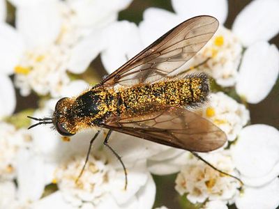 Thevenetimyia luctifera