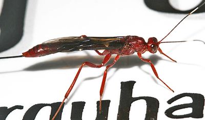 Xorides sp.