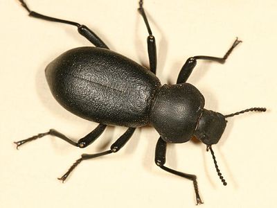 Coelocnemis rugulosa