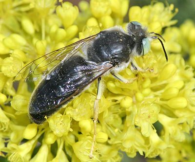Bembix amoena
