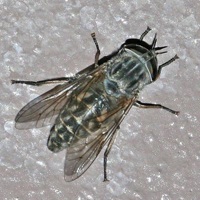 Tabanus laticeps