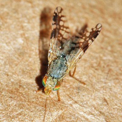 Tephritis araneosa