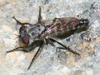 Cyrtopogon sudator