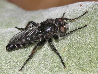 Cyrtopogon montanus