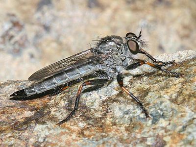 Machimus occidentalis