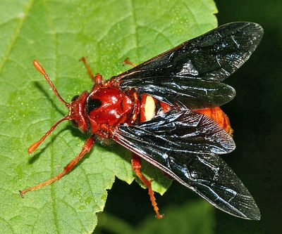 Cimbex rubida (Rusty Willow Sawfly)