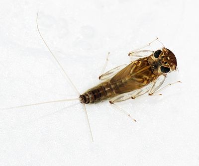 Cinygmula sp.