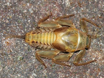 Spiny Crawler Mayflies - Ephemerellidae