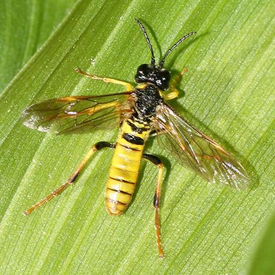 Tenthredo ornaticeps