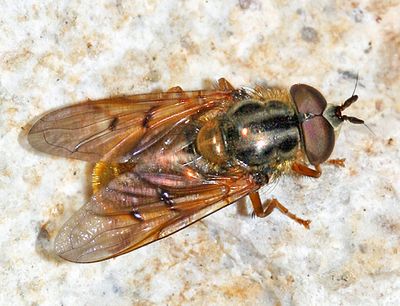 Ferdinandea croesus