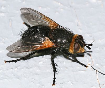 Tachina latianulum