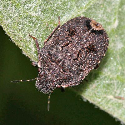 Vanduzeeina sp.