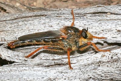 Stenopogon rufibarbis