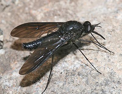 Thevenetimyia muricata
