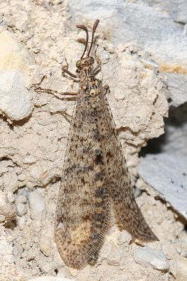 Brachynemurus sackeni