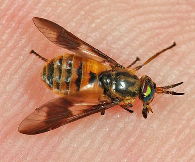 Chrysops venus