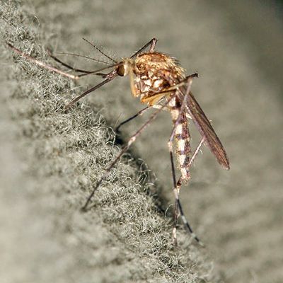 Ochlerotatus atropalpus