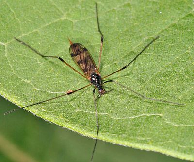  Limnophila macrocera