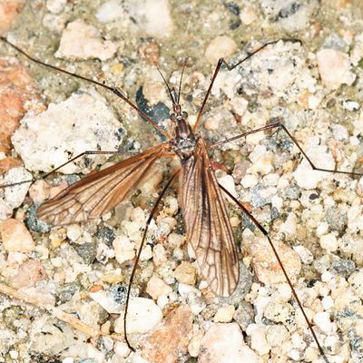 Hexatoma brachycera