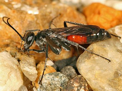 Anoplius semirufus