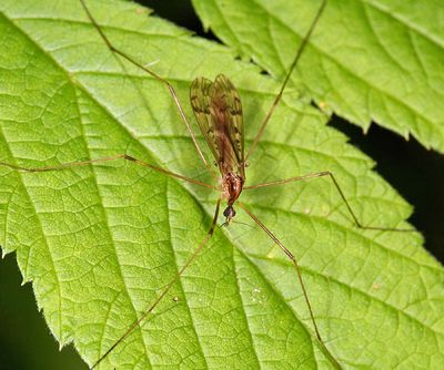 Limonia hudsonica