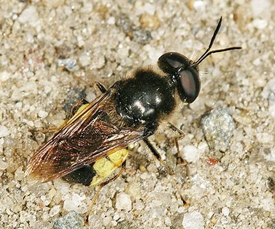 Stratiomys adelpha or discalis