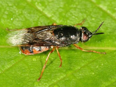 Odontomyia profuscata