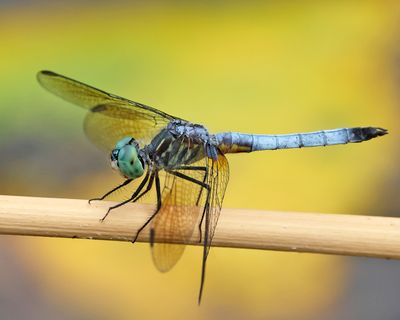 Blue Dasher - Pachydiplax longipennis