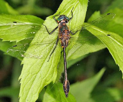 Racket-tailed Emerald - Dorocordulia libera