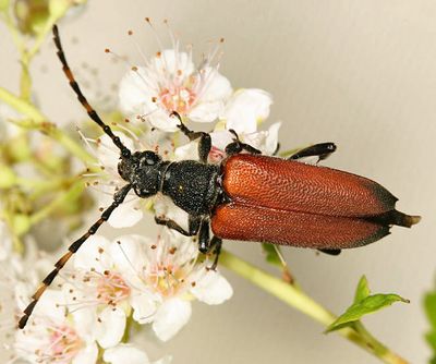 Stictoleptura canadensis (red form)