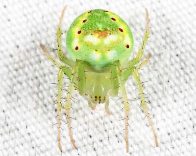 Araneus cingulatus