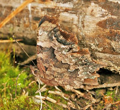 Green Comma - Polygonia faunus