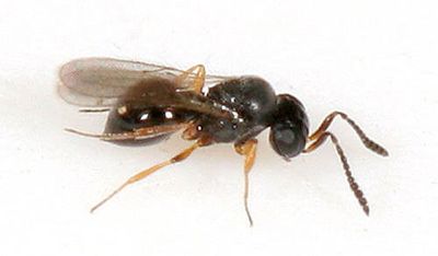 Telenomus sp.