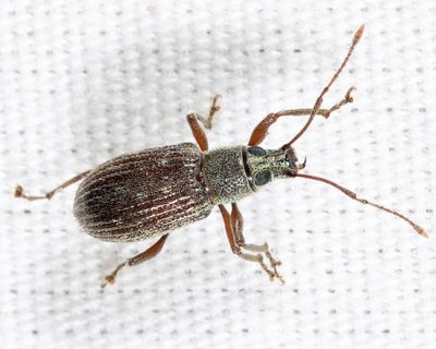 Asiatic Oak Weevil - Cyrtepistomus castaneus