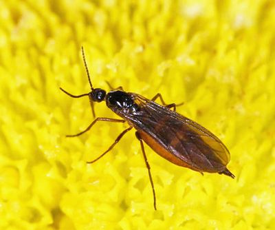 Dark-winged Fungus Gnats - Sciaridae