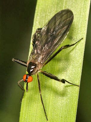 Long-tailed Dance Fly - Rhamphomyia longicauda