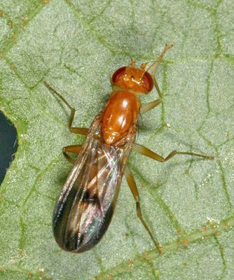 Clusia czernyi