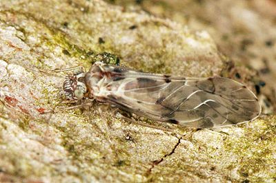 Trichadenotecnum majus