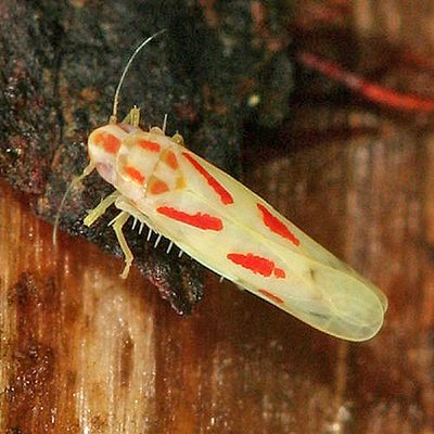 Leafhoppers genus Dikrella