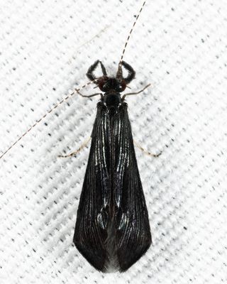 Black Dancer Caddisfly - Mystacides sepulchralis