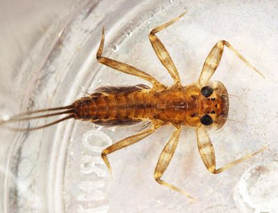 Stenacron pallidum