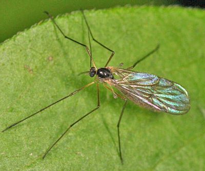 Gnats - family Bolitophilidae