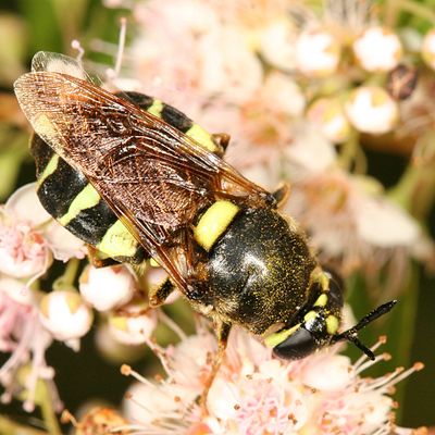 Stratiomys obesa