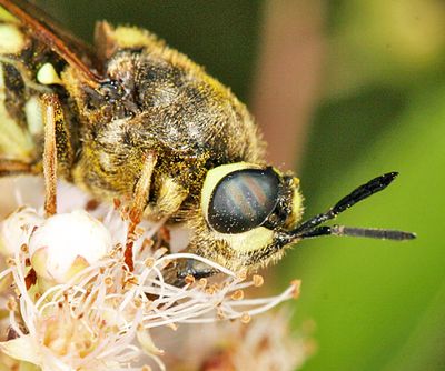 Stratiomys obesa