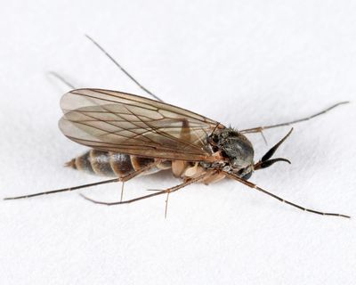 Stigmatomeria crassicornis