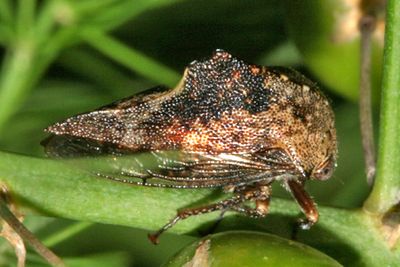 Palonica tremulata