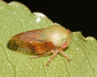 Ophiderma flava (female)